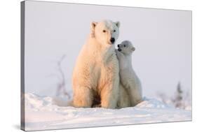 Polar Bear (Ursus Maritimus) and Cub, Wapusk National Park, Churchill, Hudson Bay, Manitoba, Canada-David Jenkins-Stretched Canvas