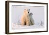 Polar Bear (Ursus Maritimus) and Cub, Wapusk National Park, Churchill, Hudson Bay, Manitoba, Canada-David Jenkins-Framed Photographic Print