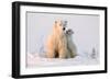 Polar Bear (Ursus Maritimus) and Cub, Wapusk National Park, Churchill, Hudson Bay, Manitoba, Canada-David Jenkins-Framed Photographic Print