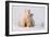 Polar Bear (Ursus Maritimus) and Cub, Wapusk National Park, Churchill, Hudson Bay, Manitoba, Canada-David Jenkins-Framed Photographic Print