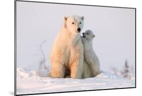 Polar Bear (Ursus Maritimus) and Cub, Wapusk National Park, Churchill, Hudson Bay, Manitoba, Canada-David Jenkins-Mounted Photographic Print