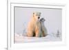 Polar Bear (Ursus Maritimus) and Cub, Wapusk National Park, Churchill, Hudson Bay, Manitoba, Canada-David Jenkins-Framed Photographic Print