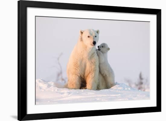 Polar Bear (Ursus Maritimus) and Cub, Wapusk National Park, Churchill, Hudson Bay, Manitoba, Canada-David Jenkins-Framed Photographic Print