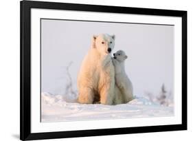 Polar Bear (Ursus Maritimus) and Cub, Wapusk National Park, Churchill, Hudson Bay, Manitoba, Canada-David Jenkins-Framed Photographic Print