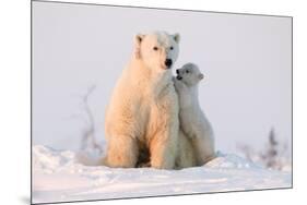 Polar Bear (Ursus Maritimus) and Cub, Wapusk National Park, Churchill, Hudson Bay, Manitoba, Canada-David Jenkins-Mounted Photographic Print