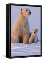 Polar Bear (Ursus Maritimus) and Cub, Wapusk National Park, Churchill, Hudson Bay, Manitoba, Canada-David Jenkins-Framed Stretched Canvas