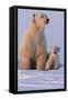 Polar Bear (Ursus Maritimus) and Cub, Wapusk National Park, Churchill, Hudson Bay, Manitoba, Canada-David Jenkins-Framed Stretched Canvas