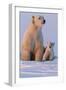 Polar Bear (Ursus Maritimus) and Cub, Wapusk National Park, Churchill, Hudson Bay, Manitoba, Canada-David Jenkins-Framed Photographic Print