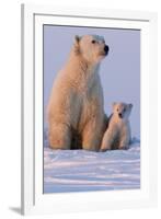 Polar Bear (Ursus Maritimus) and Cub, Wapusk National Park, Churchill, Hudson Bay, Manitoba, Canada-David Jenkins-Framed Photographic Print