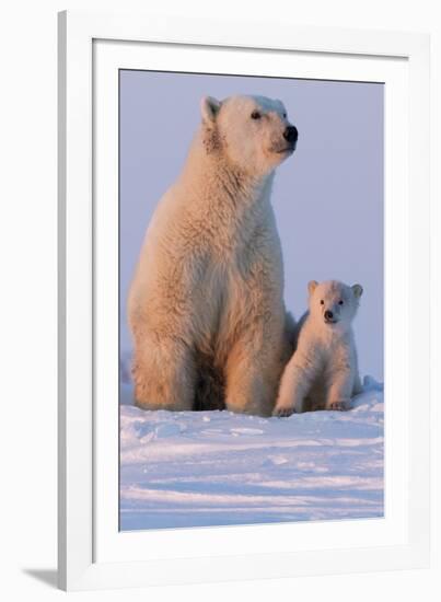 Polar Bear (Ursus Maritimus) and Cub, Wapusk National Park, Churchill, Hudson Bay, Manitoba, Canada-David Jenkins-Framed Photographic Print