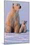 Polar Bear (Ursus Maritimus) and Cub, Wapusk National Park, Churchill, Hudson Bay, Manitoba, Canada-David Jenkins-Mounted Photographic Print