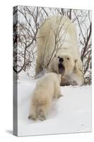 Polar Bear (Ursus Maritimus) and Cub, Wapusk National Park, Churchill, Hudson Bay, Manitoba, Canada-David Jenkins-Stretched Canvas