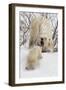 Polar Bear (Ursus Maritimus) and Cub, Wapusk National Park, Churchill, Hudson Bay, Manitoba, Canada-David Jenkins-Framed Photographic Print