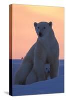 Polar Bear (Ursus Maritimus) and Cub, Wapusk National Park, Churchill, Hudson Bay, Manitoba, Canada-David Jenkins-Stretched Canvas