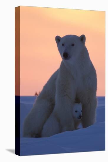 Polar Bear (Ursus Maritimus) and Cub, Wapusk National Park, Churchill, Hudson Bay, Manitoba, Canada-David Jenkins-Stretched Canvas