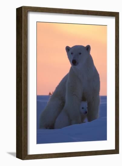 Polar Bear (Ursus Maritimus) and Cub, Wapusk National Park, Churchill, Hudson Bay, Manitoba, Canada-David Jenkins-Framed Photographic Print