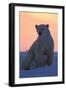 Polar Bear (Ursus Maritimus) and Cub, Wapusk National Park, Churchill, Hudson Bay, Manitoba, Canada-David Jenkins-Framed Photographic Print