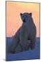 Polar Bear (Ursus Maritimus) and Cub, Wapusk National Park, Churchill, Hudson Bay, Manitoba, Canada-David Jenkins-Mounted Photographic Print