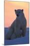 Polar Bear (Ursus Maritimus) and Cub, Wapusk National Park, Churchill, Hudson Bay, Manitoba, Canada-David Jenkins-Mounted Photographic Print