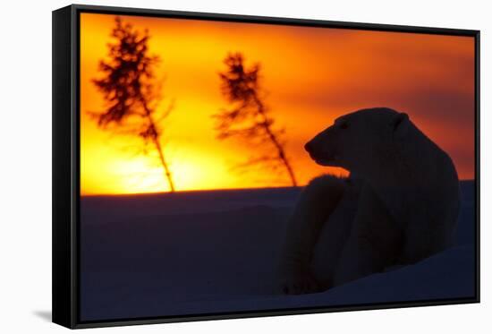 Polar Bear (Ursus Maritimus) and Cub, Wapusk National Park, Churchill, Hudson Bay, Manitoba, Canada-David Jenkins-Framed Stretched Canvas