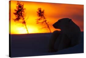 Polar Bear (Ursus Maritimus) and Cub, Wapusk National Park, Churchill, Hudson Bay, Manitoba, Canada-David Jenkins-Stretched Canvas