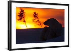 Polar Bear (Ursus Maritimus) and Cub, Wapusk National Park, Churchill, Hudson Bay, Manitoba, Canada-David Jenkins-Framed Photographic Print