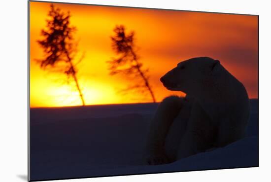 Polar Bear (Ursus Maritimus) and Cub, Wapusk National Park, Churchill, Hudson Bay, Manitoba, Canada-David Jenkins-Mounted Photographic Print