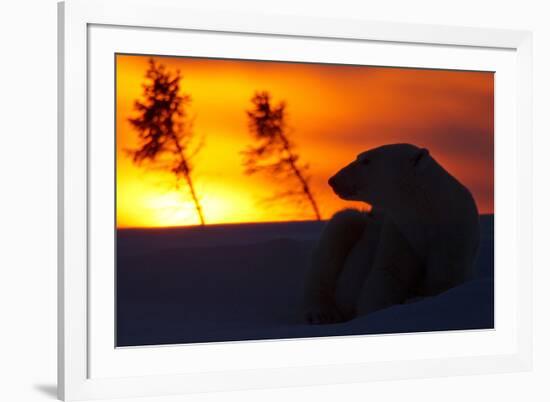 Polar Bear (Ursus Maritimus) and Cub, Wapusk National Park, Churchill, Hudson Bay, Manitoba, Canada-David Jenkins-Framed Photographic Print