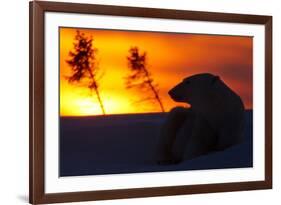 Polar Bear (Ursus Maritimus) and Cub, Wapusk National Park, Churchill, Hudson Bay, Manitoba, Canada-David Jenkins-Framed Photographic Print