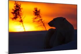 Polar Bear (Ursus Maritimus) and Cub, Wapusk National Park, Churchill, Hudson Bay, Manitoba, Canada-David Jenkins-Mounted Photographic Print