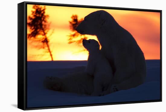 Polar Bear (Ursus Maritimus) and Cub, Wapusk National Park, Churchill, Hudson Bay, Manitoba, Canada-David Jenkins-Framed Stretched Canvas