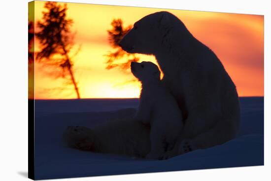 Polar Bear (Ursus Maritimus) and Cub, Wapusk National Park, Churchill, Hudson Bay, Manitoba, Canada-David Jenkins-Stretched Canvas