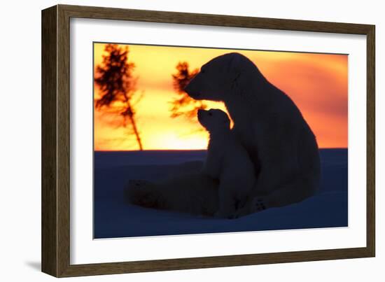 Polar Bear (Ursus Maritimus) and Cub, Wapusk National Park, Churchill, Hudson Bay, Manitoba, Canada-David Jenkins-Framed Photographic Print