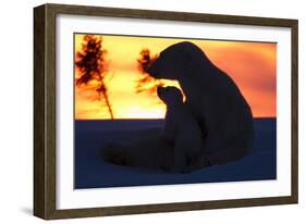 Polar Bear (Ursus Maritimus) and Cub, Wapusk National Park, Churchill, Hudson Bay, Manitoba, Canada-David Jenkins-Framed Photographic Print