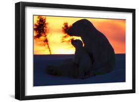 Polar Bear (Ursus Maritimus) and Cub, Wapusk National Park, Churchill, Hudson Bay, Manitoba, Canada-David Jenkins-Framed Photographic Print