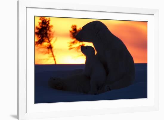 Polar Bear (Ursus Maritimus) and Cub, Wapusk National Park, Churchill, Hudson Bay, Manitoba, Canada-David Jenkins-Framed Photographic Print