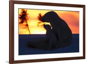 Polar Bear (Ursus Maritimus) and Cub, Wapusk National Park, Churchill, Hudson Bay, Manitoba, Canada-David Jenkins-Framed Photographic Print