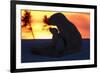 Polar Bear (Ursus Maritimus) and Cub, Wapusk National Park, Churchill, Hudson Bay, Manitoba, Canada-David Jenkins-Framed Photographic Print