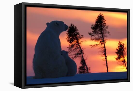 Polar Bear (Ursus Maritimus) and Cub, Wapusk National Park, Churchill, Hudson Bay, Manitoba, Canada-David Jenkins-Framed Stretched Canvas