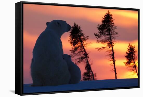 Polar Bear (Ursus Maritimus) and Cub, Wapusk National Park, Churchill, Hudson Bay, Manitoba, Canada-David Jenkins-Framed Stretched Canvas