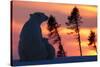 Polar Bear (Ursus Maritimus) and Cub, Wapusk National Park, Churchill, Hudson Bay, Manitoba, Canada-David Jenkins-Stretched Canvas