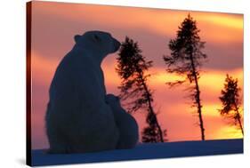 Polar Bear (Ursus Maritimus) and Cub, Wapusk National Park, Churchill, Hudson Bay, Manitoba, Canada-David Jenkins-Stretched Canvas