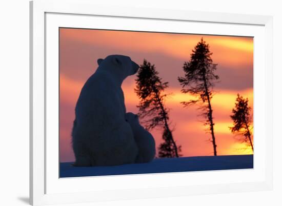 Polar Bear (Ursus Maritimus) and Cub, Wapusk National Park, Churchill, Hudson Bay, Manitoba, Canada-David Jenkins-Framed Photographic Print