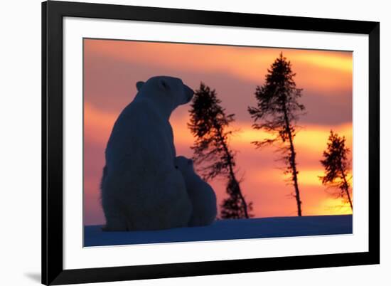 Polar Bear (Ursus Maritimus) and Cub, Wapusk National Park, Churchill, Hudson Bay, Manitoba, Canada-David Jenkins-Framed Photographic Print