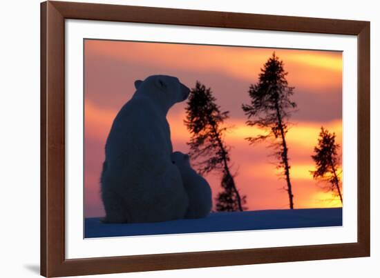 Polar Bear (Ursus Maritimus) and Cub, Wapusk National Park, Churchill, Hudson Bay, Manitoba, Canada-David Jenkins-Framed Photographic Print