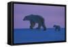 Polar Bear (Ursus Maritimus) and Cub, Wapusk National Park, Churchill, Hudson Bay, Manitoba, Canada-David Jenkins-Framed Stretched Canvas