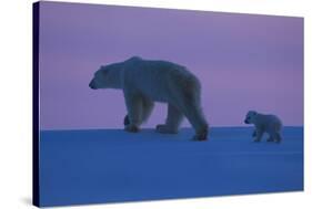 Polar Bear (Ursus Maritimus) and Cub, Wapusk National Park, Churchill, Hudson Bay, Manitoba, Canada-David Jenkins-Stretched Canvas