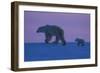 Polar Bear (Ursus Maritimus) and Cub, Wapusk National Park, Churchill, Hudson Bay, Manitoba, Canada-David Jenkins-Framed Photographic Print