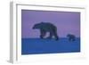 Polar Bear (Ursus Maritimus) and Cub, Wapusk National Park, Churchill, Hudson Bay, Manitoba, Canada-David Jenkins-Framed Photographic Print