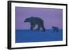 Polar Bear (Ursus Maritimus) and Cub, Wapusk National Park, Churchill, Hudson Bay, Manitoba, Canada-David Jenkins-Framed Photographic Print